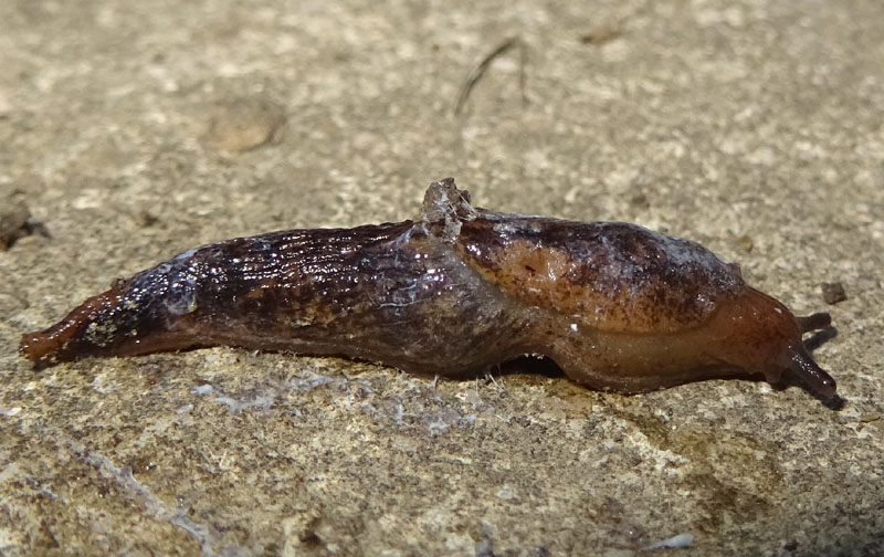 Deroceras panormitanum (Agriolimacidae)